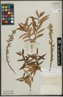 Foto von Salix triandra L. x Salix viminalis L.